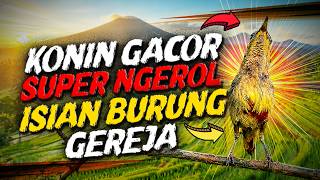 Download lagu Dijamin Ampuh! Konin Ijoan Gacor Pemancing Konin Macet Bunyi mp3