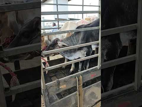 BEZERROS QUASE DE GRACA NA FEIRA DO GADO EM CIPÓ BA