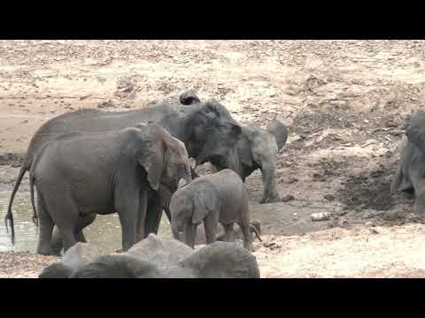 Eager Elephants rush down riverbank to drink, spray and play