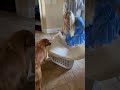 Sweet Golden Retriever is meeting the new puppy for the first time! - BVIRAL Sweet Golden Retriever is meeting the new puppy for the first time!