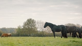 Amazon Prime - Lonely Little Horse