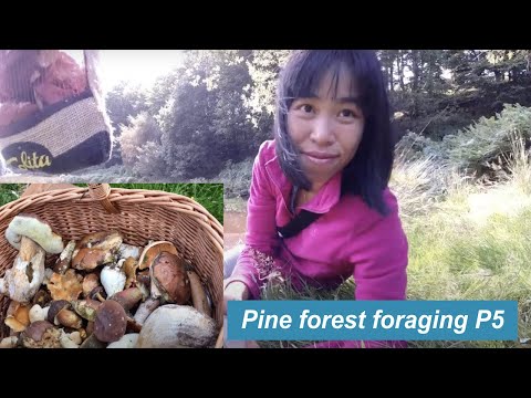 Foraging in Pine Forest Part 5| Porcini, Peppery Bolete, Blusher, Bay Bolete, Scarletina etc EN SUB