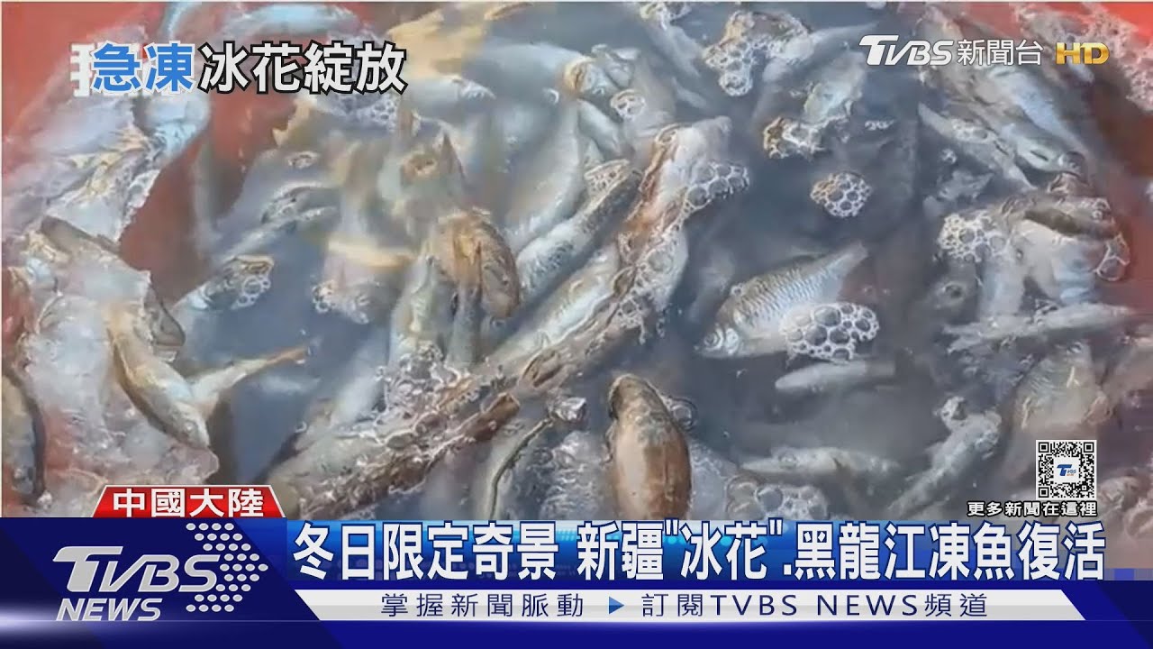 冬日限定奇景 新疆「冰花」綻放、黑龍江凍魚復活