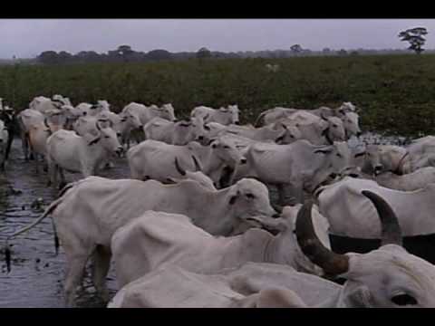 Travessia do Pantanal com o Gado