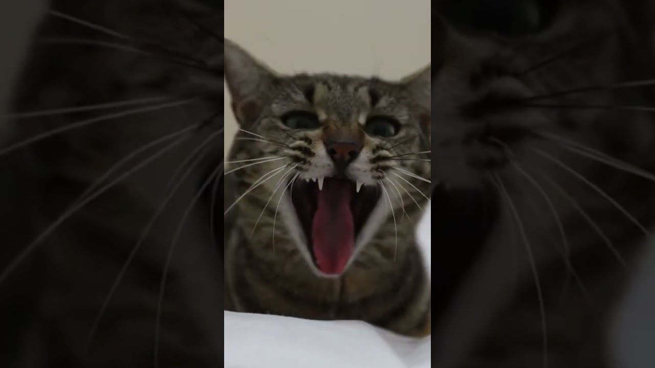 Cat yawning #cat #cute #catlover #pets #funny #yawning #cuteanimal #kittyplaying