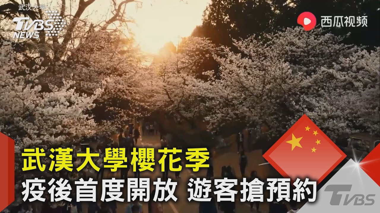 武漢大學櫻花季疫後首度開放 遊客搶預約