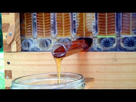 Son Teknoloji Arı Kovanı