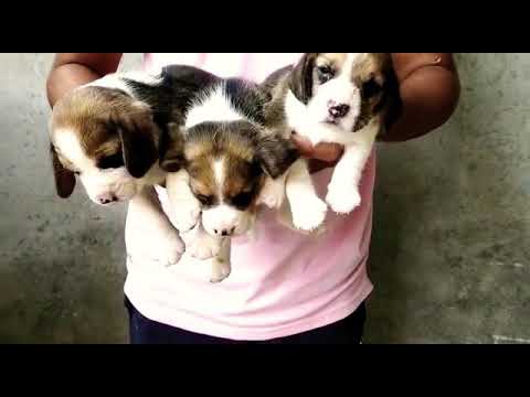 Beagle puppies for sale 9999039993 available in Bijnor , dhampur , chandpur , nurpur , nazima bad