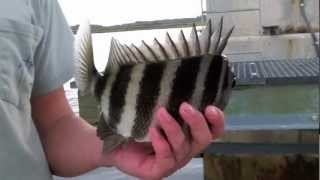 Inshore Fishing for Sheepshead, Redfish, and Trout