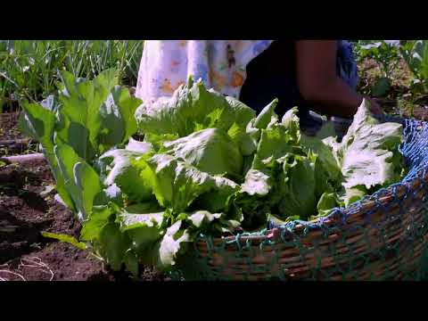Organic Community Garden.