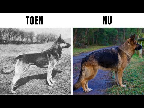 , title : 'Hoe 100 Jaar Fokken Deze Bekende Hondenrassen Heeft Veranderd'