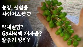 시험용 샤인머스켓포도/ 샤인머스켓 알솎기 방법/ 이런저런 시험용 재배/ 그래도  잘 자라고 있는 것이 신통방…