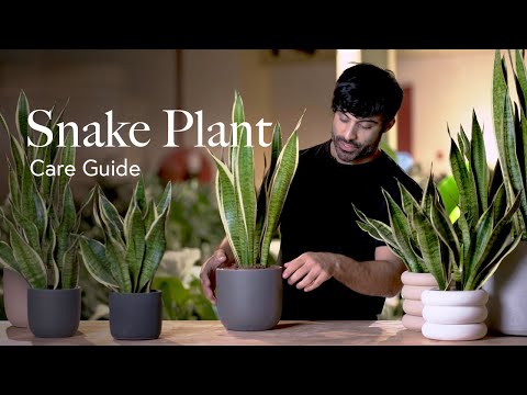 Anleitung zur Pflege der Schlangenpflanze – Auswählen, Platzieren und Pflegen Ihrer Pflanze