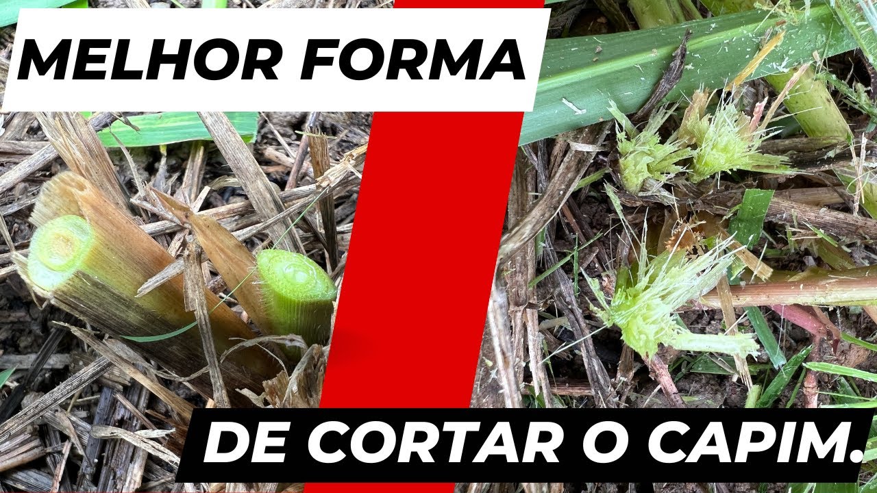 Agricultura sintrópica. Melhor forma de cortar o capim.