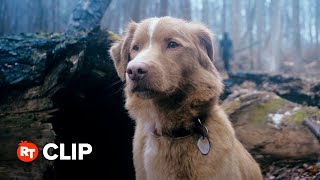 Download lagu Good Boy Movie Clip - Whistle In the Woods (2025) mp3 Download lagu Good Boy Movie Clip - Whistle In the Woods (2025) mp3