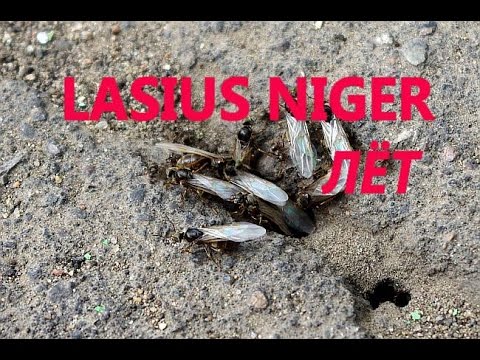 Муравьиная ферма. Лёт муравьев Lasius niger.  Flight ants Lasius niger