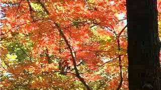 preview picture of video 'Arkansas Ozark streams and Fall foliage'