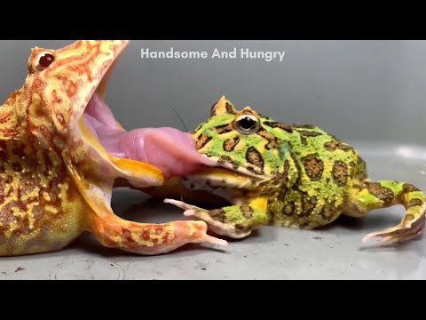 パックマンカエル