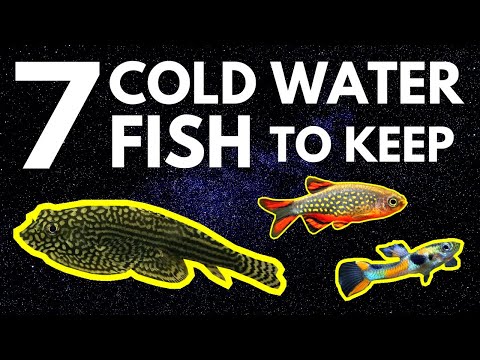 Top 7 Cold Water Fish That Don't Need a Heater