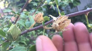 Saving Hardy Hibiscus Rose of Sharon Seeds