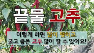 끝물 고추 이렇게 하면 많이 맺히고 굵고 좋은 고추 많이 딸 수 있어요! #주말농장 고추 가꾸기 # 굵고 좋…