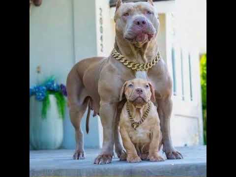 bodybuilder dog Pitbull|very dangerous look|#shorts #bulldog