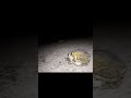 Frog Sex Viral