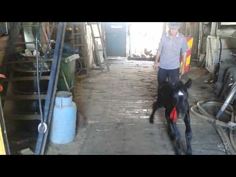 Manz de doua săptămâni