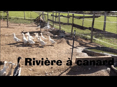 , title : 'Comment faire une rivière à canard ?'