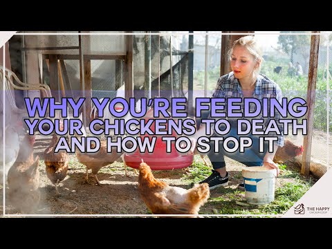 Why You’re Feeding Your Chickens To Death And How To Stop It