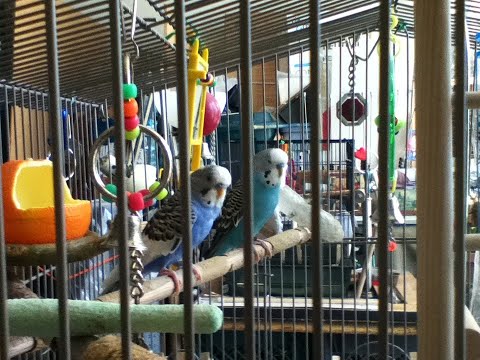 Budgie Hotel guests get legal full names: Mazelele Yoramavitch, Tsipale Heidyle-Vickele © A K Segan