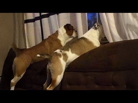 Les Boxers sont plus que des chiens, ce sont des membres de la famille ❤️