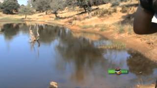 LA PESCA PRÁCTICA (Black-Bass con señuelo de superficie)