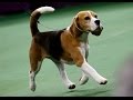 Miss P The Beagle Wins 139th Westminster Dog Show