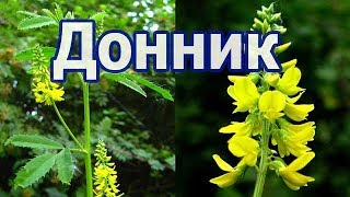 Донник применение в косметологии