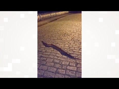 Jiboia assusta moradores de Bom Jardim, na Região Serrana do Rio