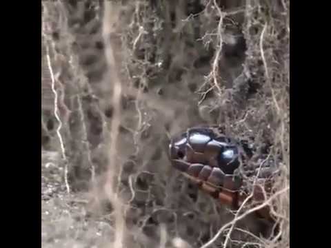 Indigo snake eats python snake cannibalism