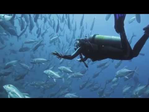 Diving in Shark and Yolanda Reef, Ras Mohammed - Camel Dive Club, Summer 2015