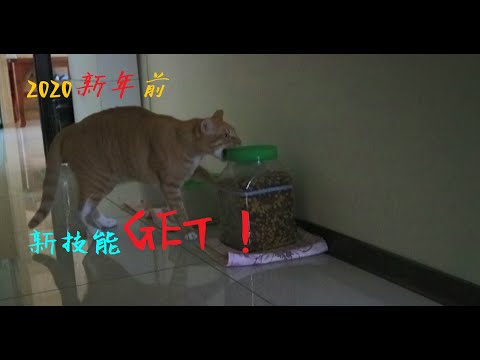 2020新年前~新技能GET！~生命會自己找到出路~