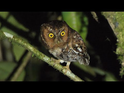 Bearded Screech-Owl — Megascops barbarus — Guatemala