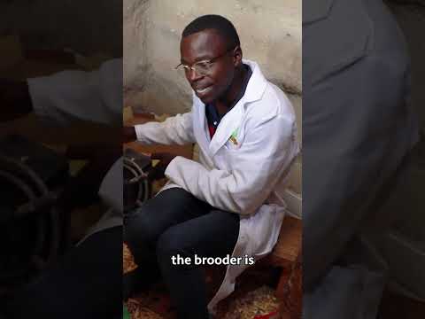 Broiler Chicken Farming broilerchicken poultryfarming chicken poultrymanagement