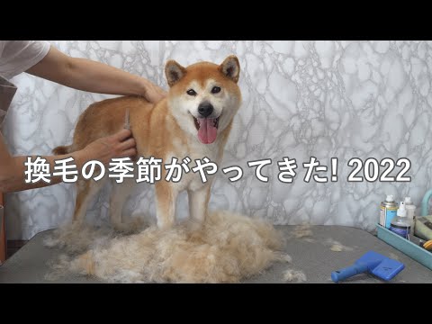 犬の抜け毛はどのくらいの期間続くのでしょうか?