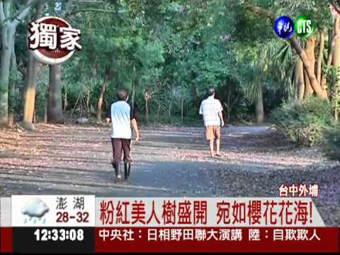 賞九月美人櫻 800棵外埔齊綻放