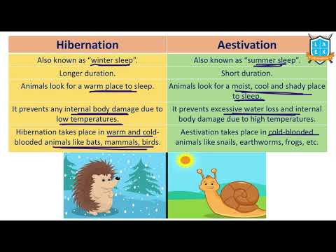What is Hibernation vs Aestivation ? || Hibernation vs Aestivation అంటే ఏమిటి?