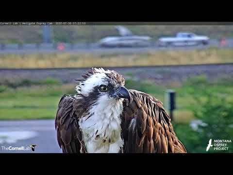 Iris Stops By Hellgate Osprey Nest For a Close Up – July 30, 2020
