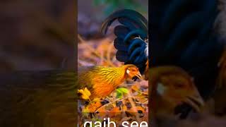 Download lagu poj qaib seev zoo mp3