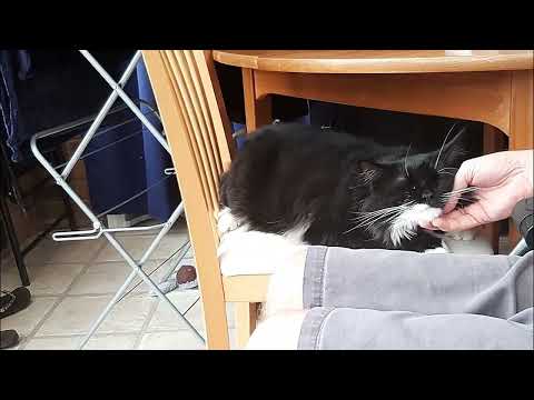 Two happy cats - 😻🐈‍⬛ Mr. Darcy, handsome tuxedo cat feat. Grigio 🐈💤