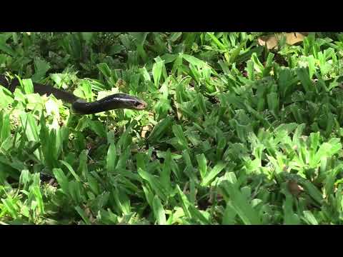 Coastal Taipan hunting