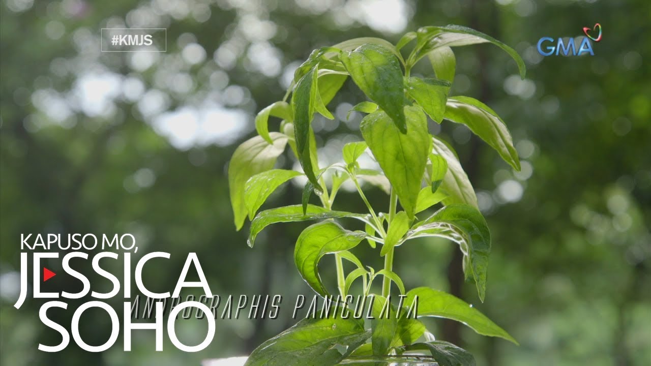 Kapuso Mo, Jessica Soho: Serpentina, nakagagaling nga ba
