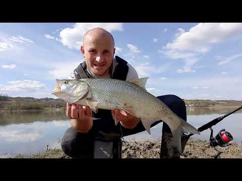 Spring asp fishing / Twenty minutes for three fish